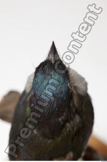 Cuban Trogon-Priotelus temnurus 0026